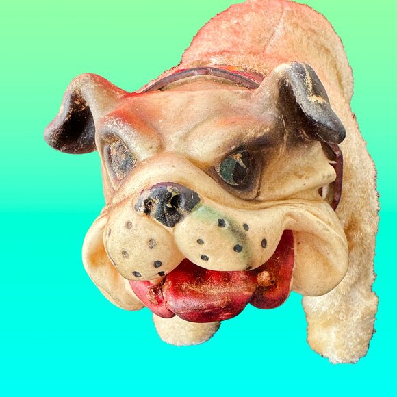Donny the rubber-faced bulldog - Picture 1 of 7